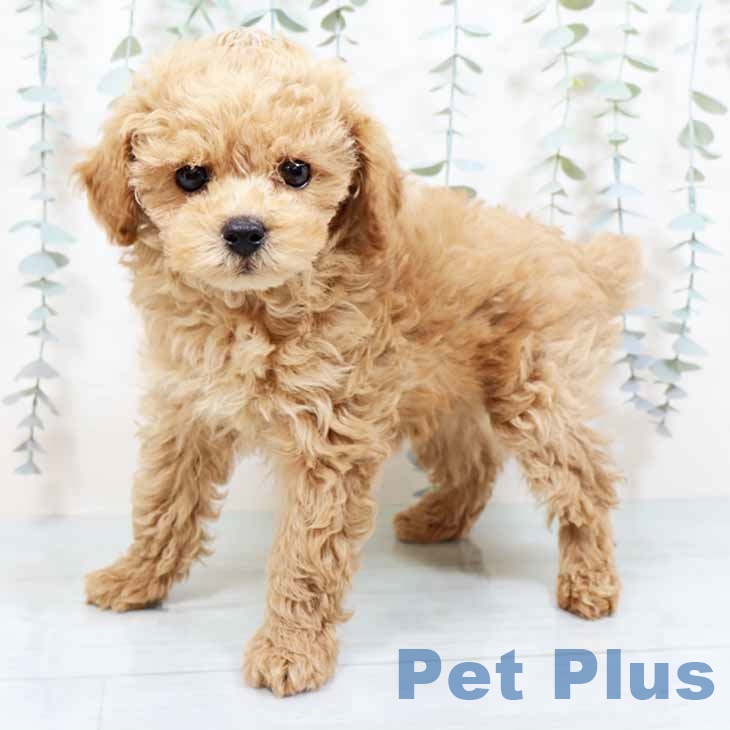 トイ・プードル