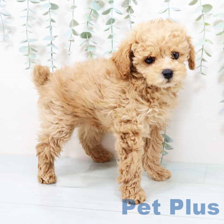 トイ・プードルの写真2