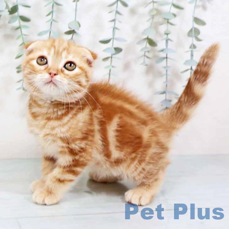 スコティッシュフォールド