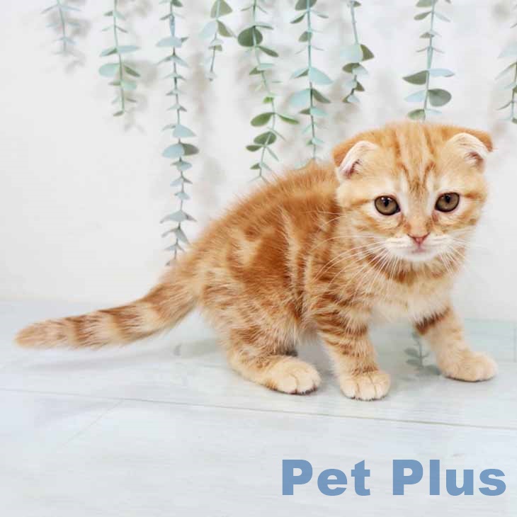 スコティッシュフォールドの写真2