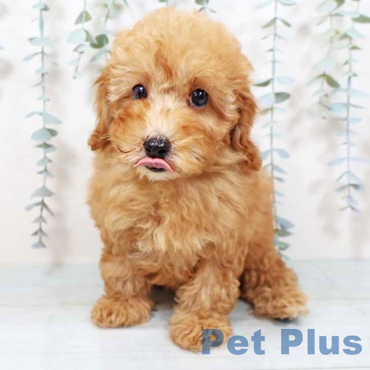 トイ・プードルの写真2