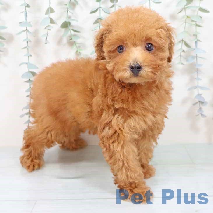 トイ・プードル