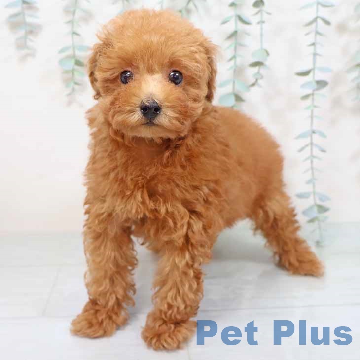 トイ・プードルの写真2