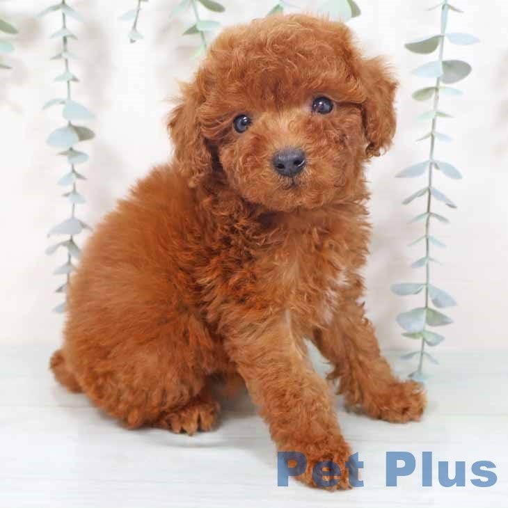 トイ・プードル