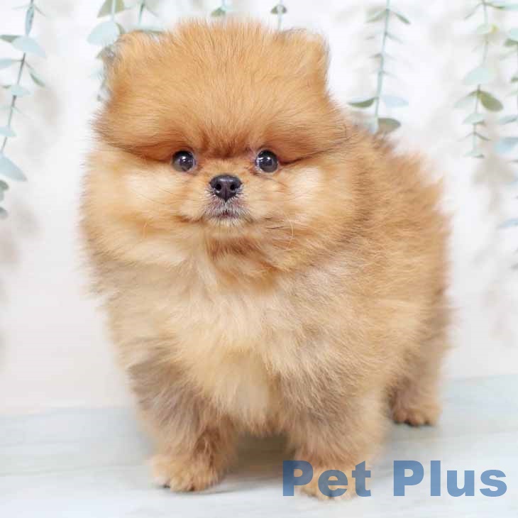ポメラニアンの写真2
