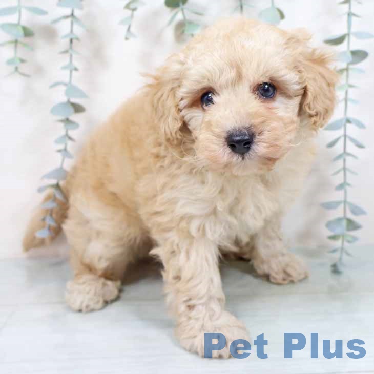 トイ・プードル