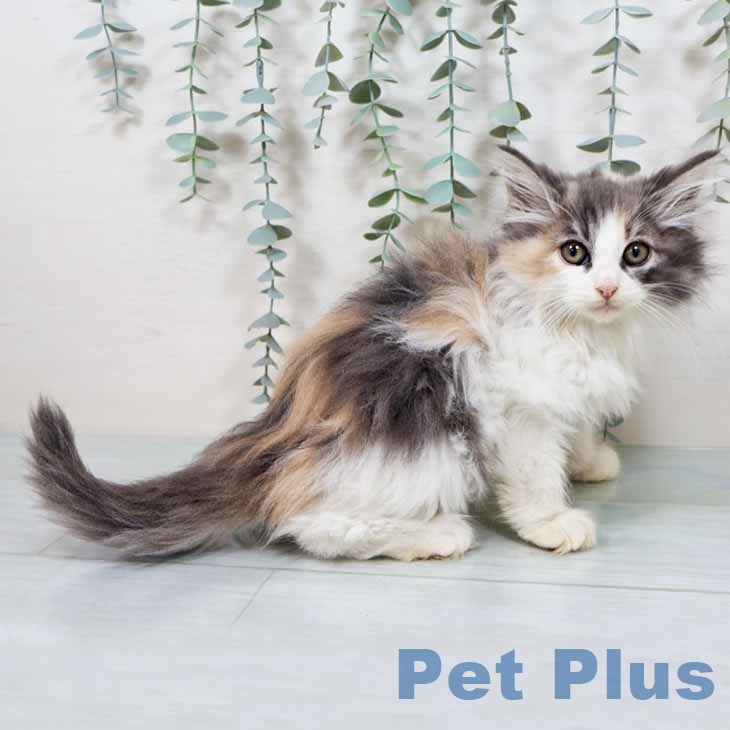 ノルウェージャンフォレストキャット