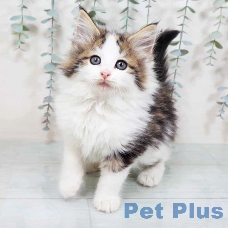 ノルウェージャンフォレストキャット