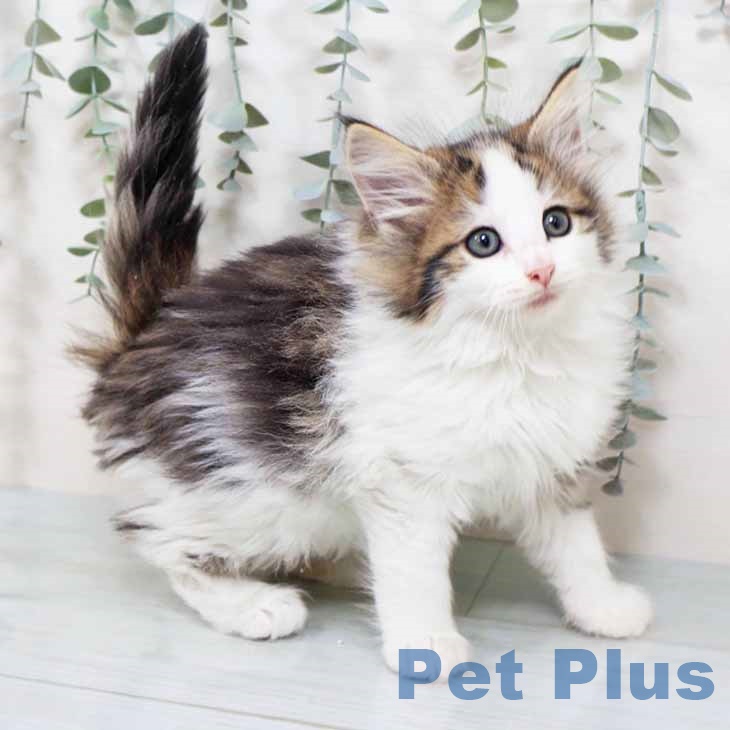 ノルウェージャンフォレストキャット