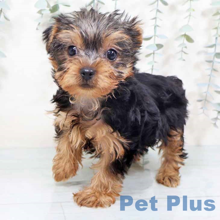 ヨークシャー・テリア