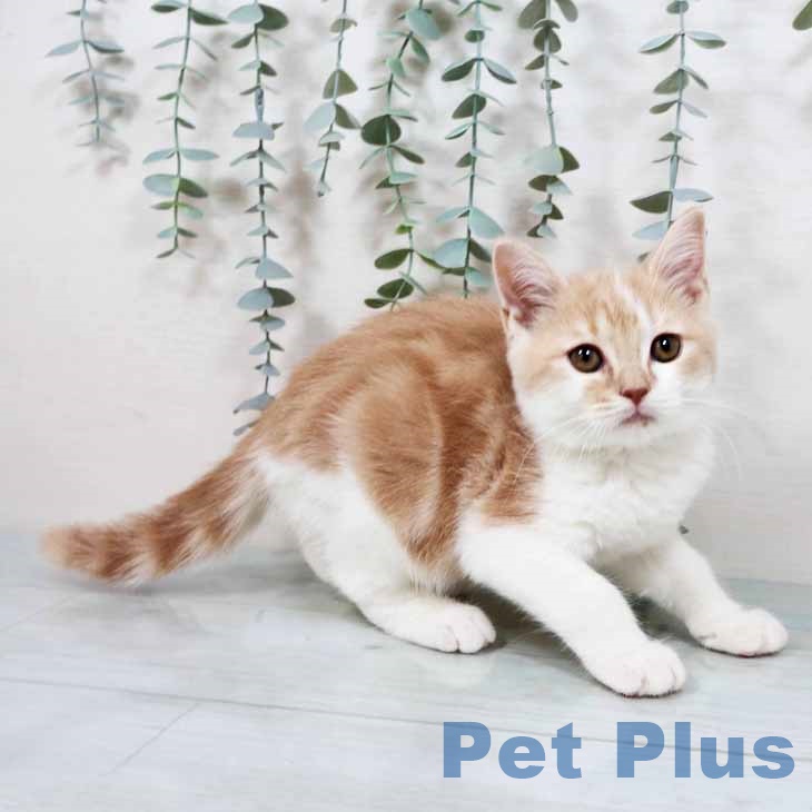 スコティッシュフォールド