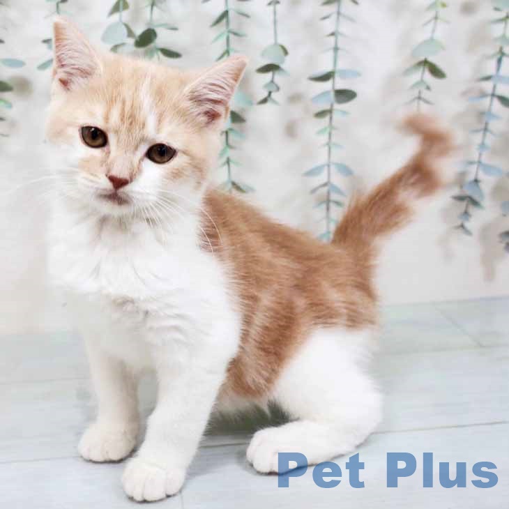 スコティッシュフォールド