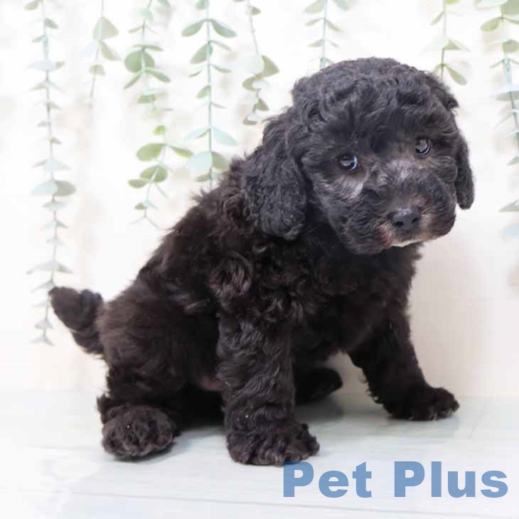 トイ・プードルの写真2