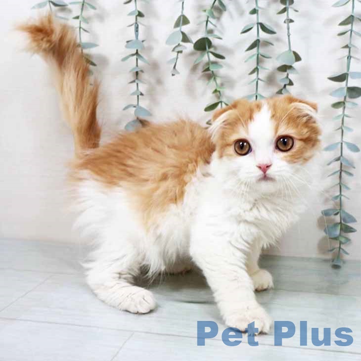 スコティッシュフォールド