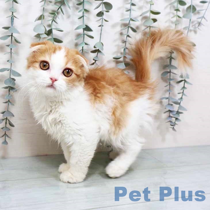 スコティッシュフォールドの写真2