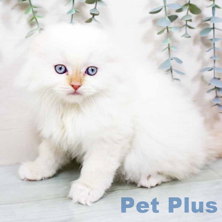 スコティッシュフォールドの写真2