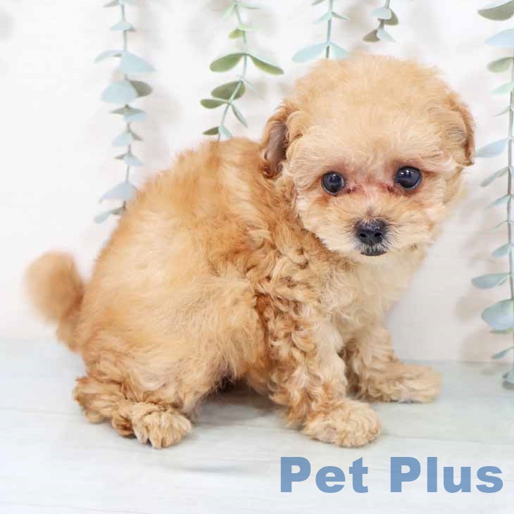 トイ・プードルの写真2