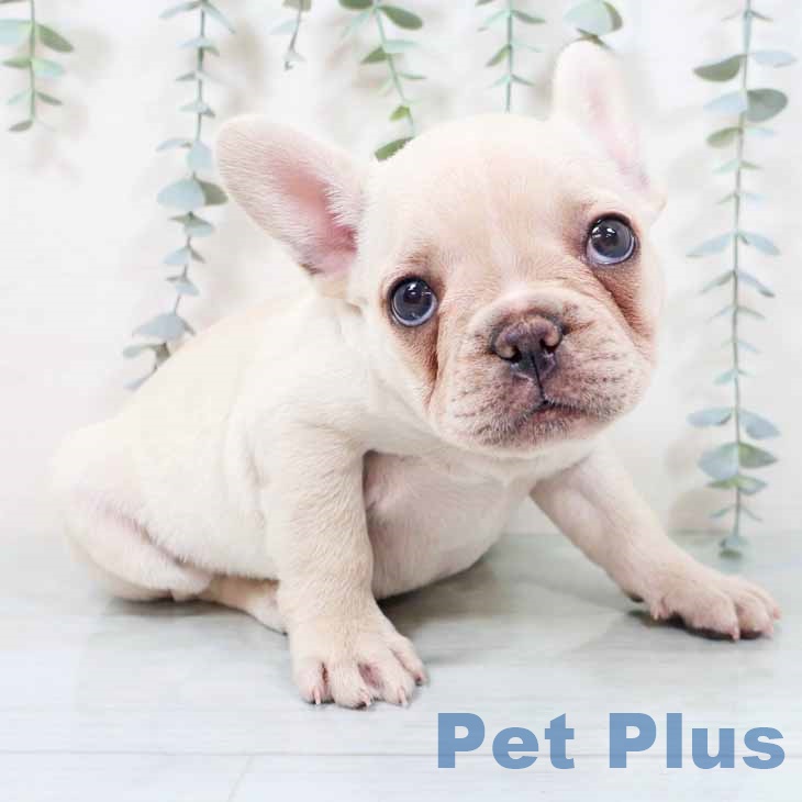 フレンチ・ブルドッグ