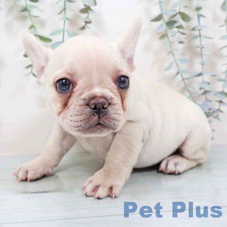 フレンチ・ブルドッグの写真2