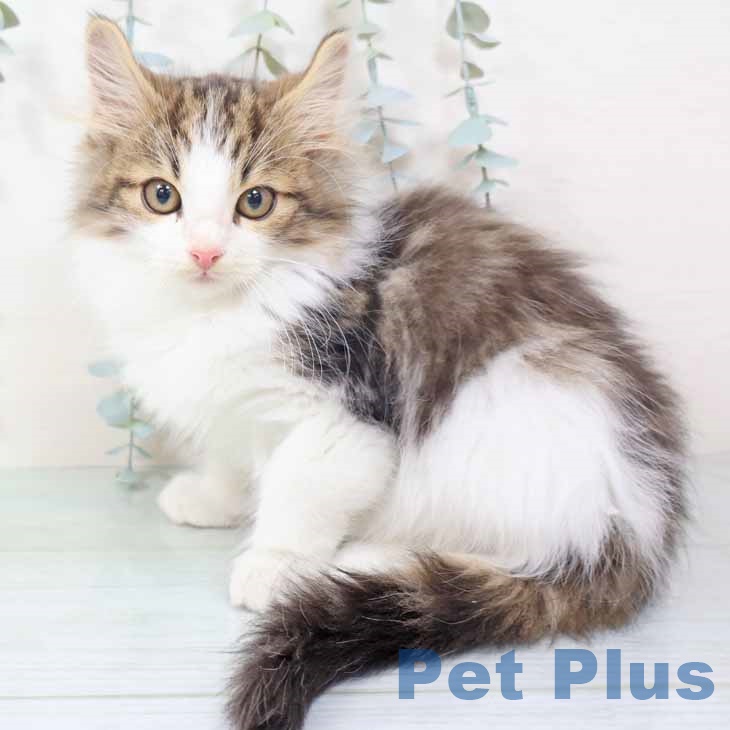 ノルウェージャンフォレストキャット