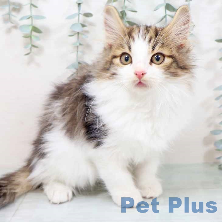 ノルウェージャンフォレストキャット