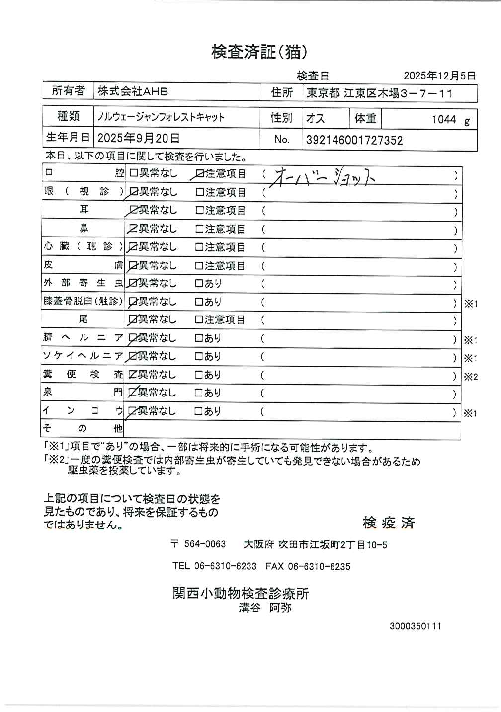 ノルウェージャンフォレストキャット