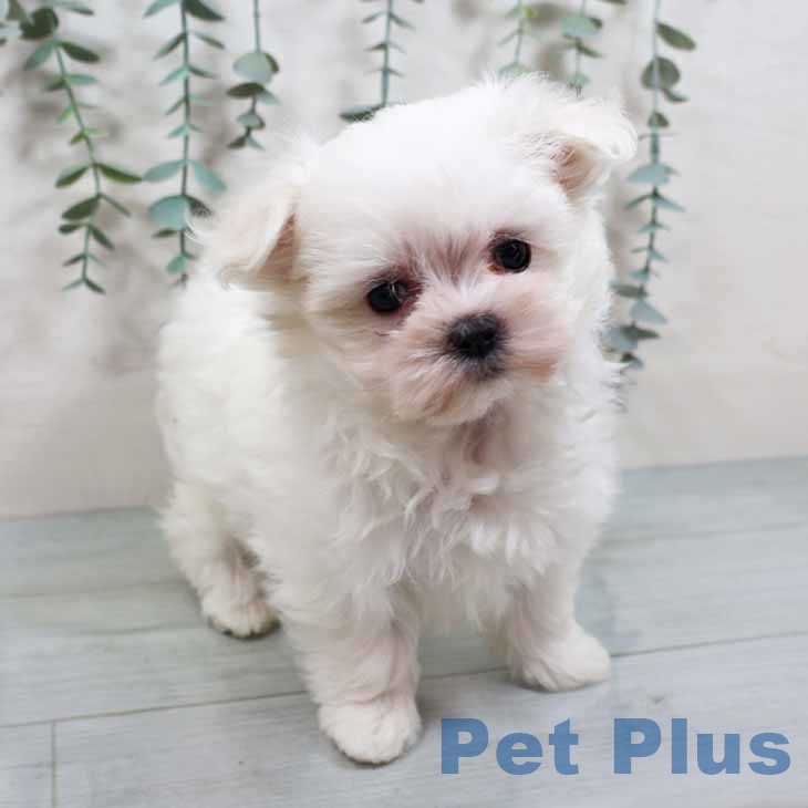 マルチーズの写真2