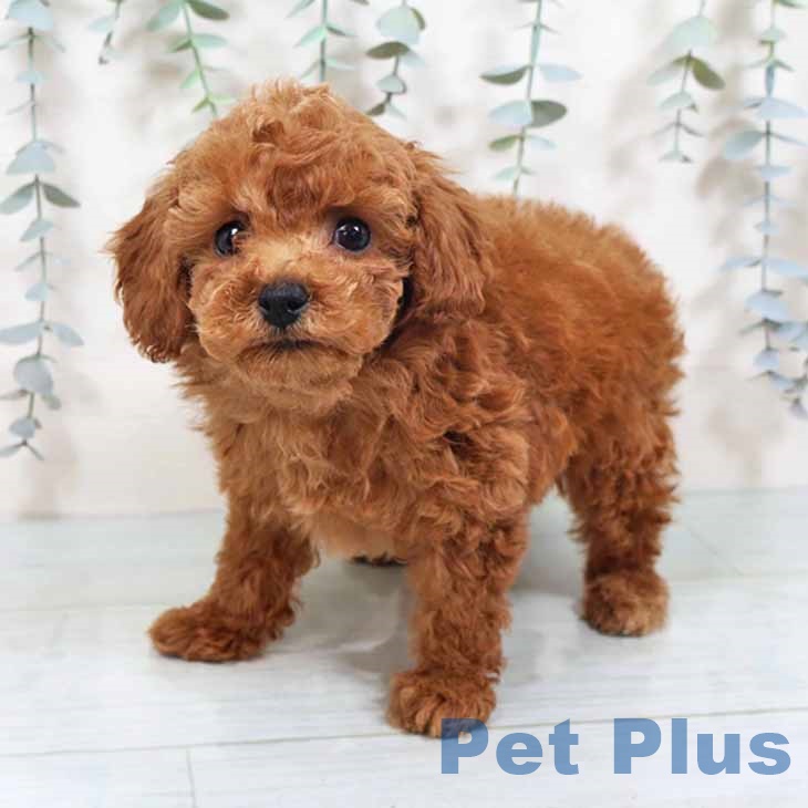 トイ・プードル