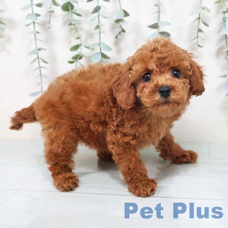 トイ・プードルの写真2