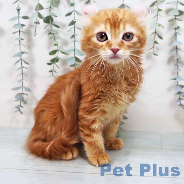 アメリカンカールの写真2