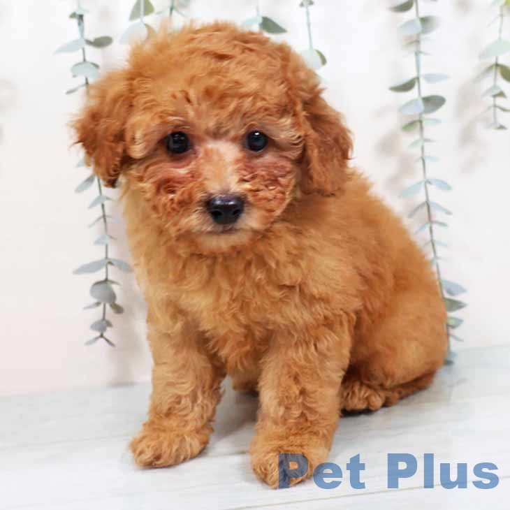 トイ・プードル