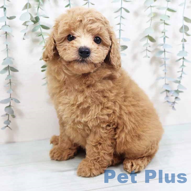 トイ・プードル