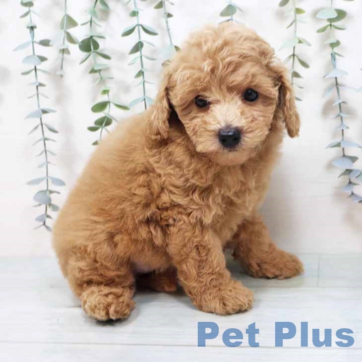 トイ・プードルの写真2