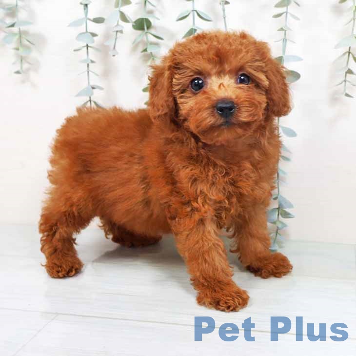 トイ・プードル