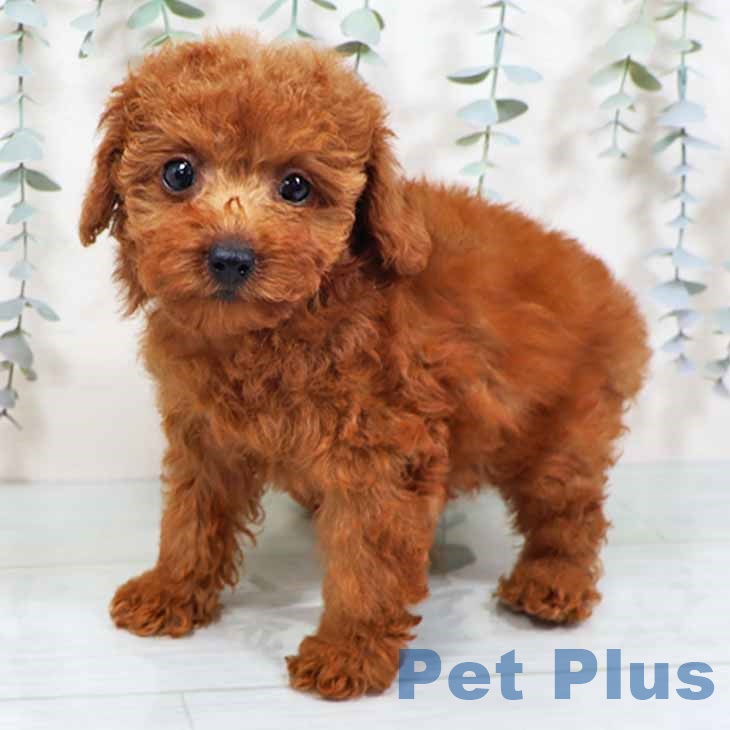 トイ・プードルの写真2