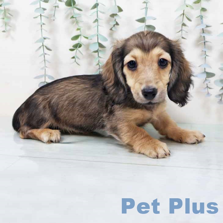 ミニチュア・ダックスフンド