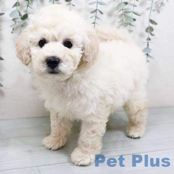 トイ・プードル