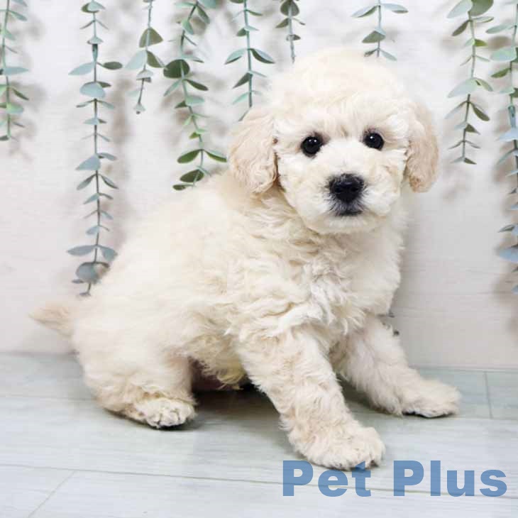 トイ・プードルの写真2