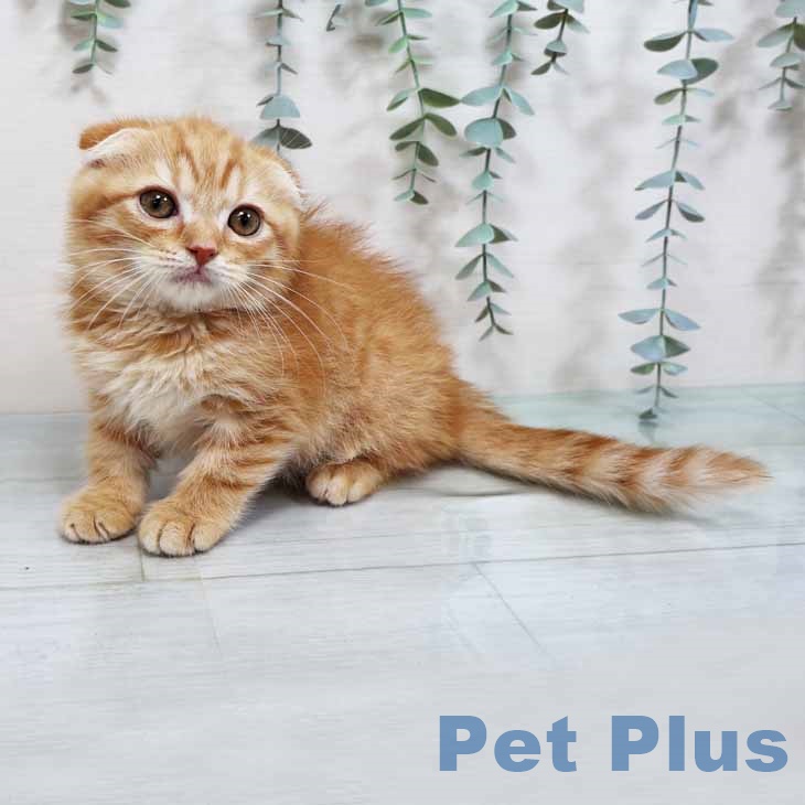 スコティッシュフォールド