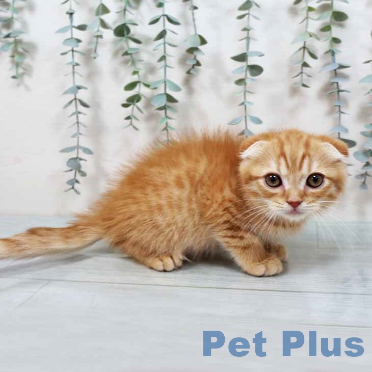 スコティッシュフォールドの写真2