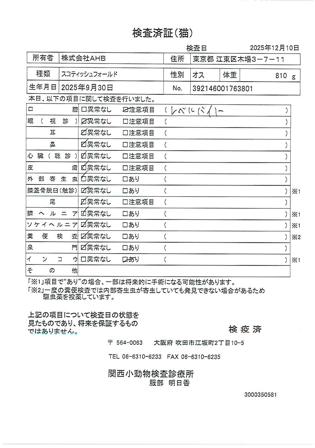 スコティッシュフォールド