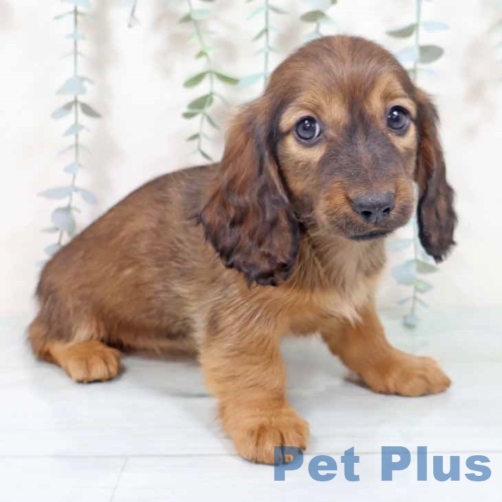 ミニチュア・ダックスフンド