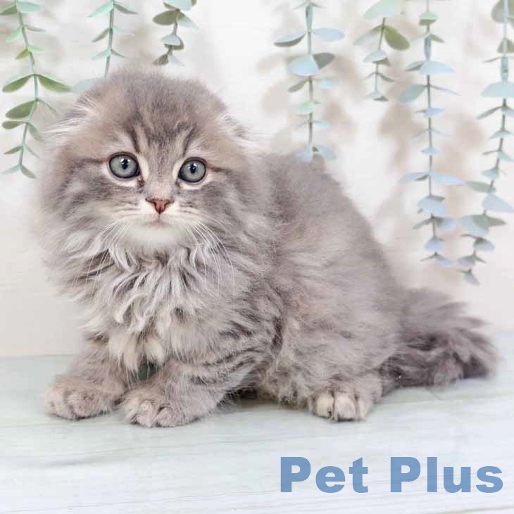 スコティッシュフォールドの写真2