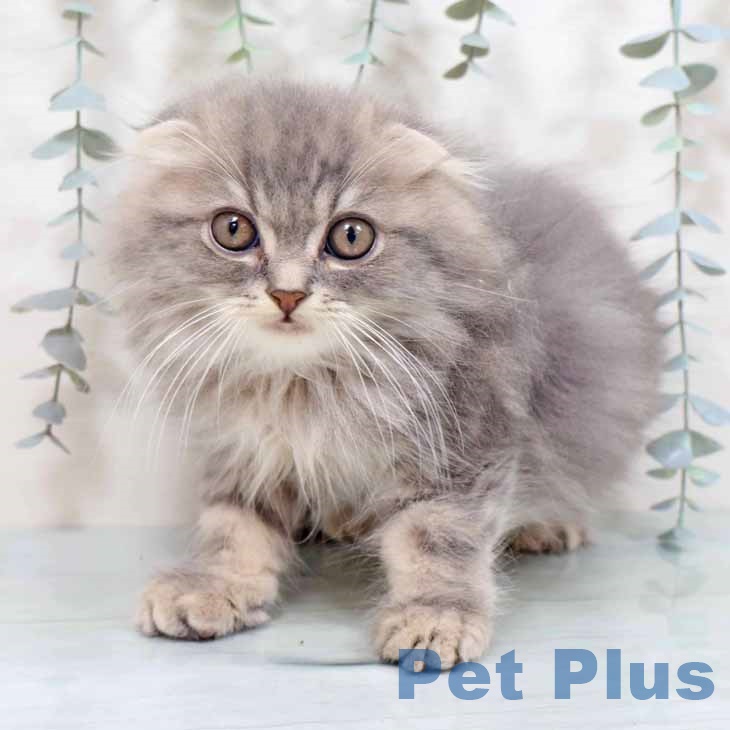 スコティッシュフォールド