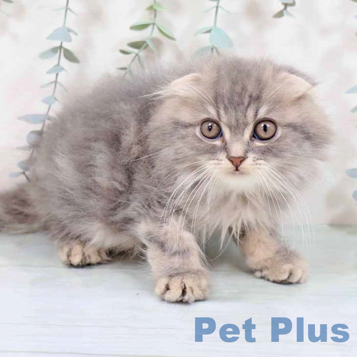 スコティッシュフォールド