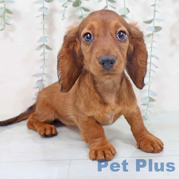 ミニチュア・ダックスフンド