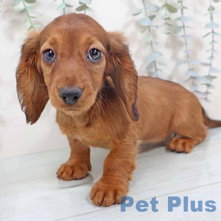 ミニチュア・ダックスフンドの写真2