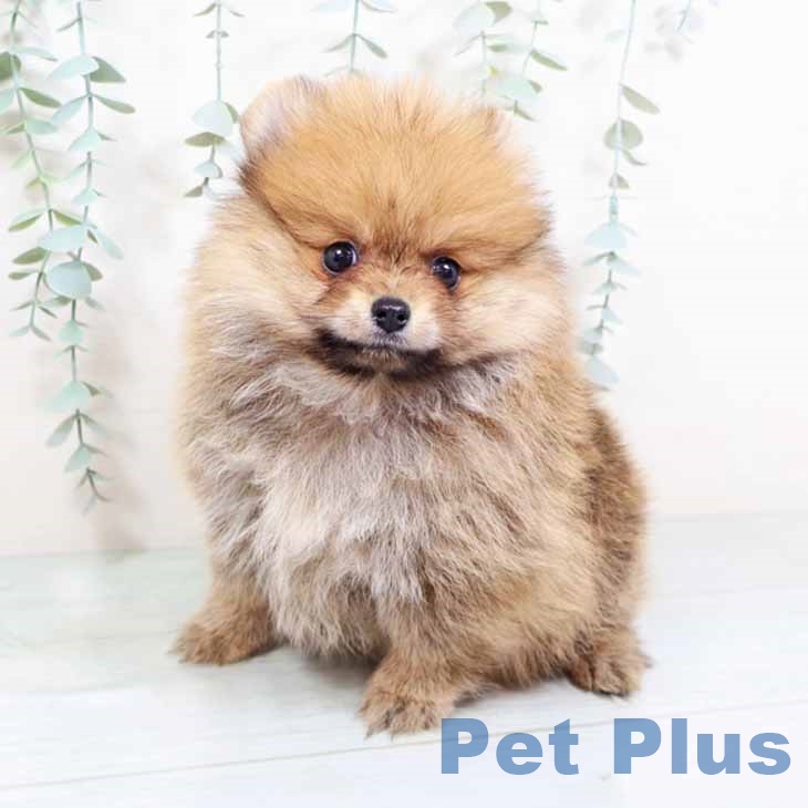 ポメラニアンの写真2