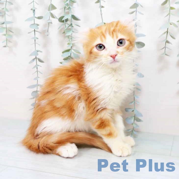 アメリカンカール