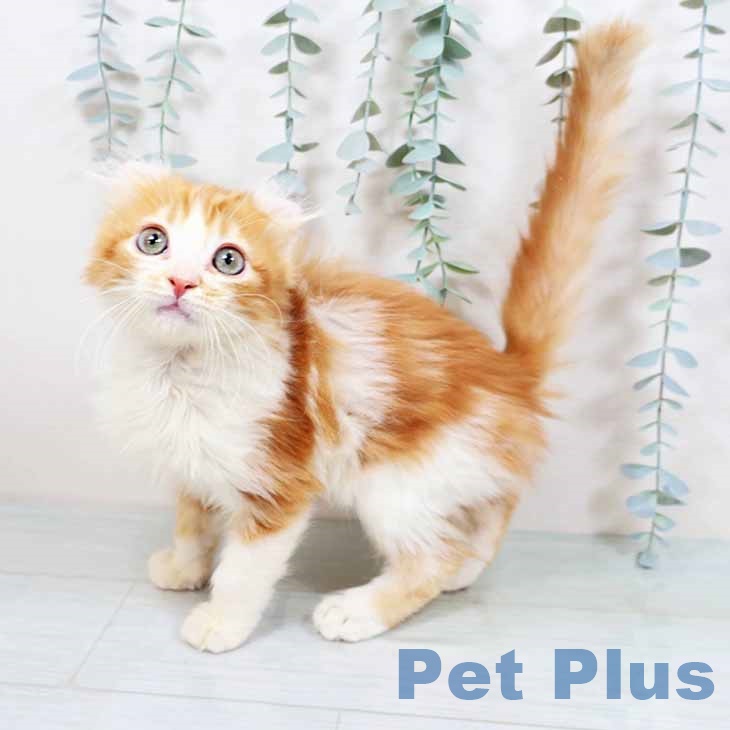 アメリカンカールの写真2